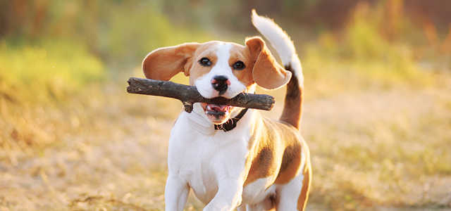 dog fetching stick