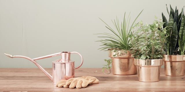 Plants and watering can, growing investments